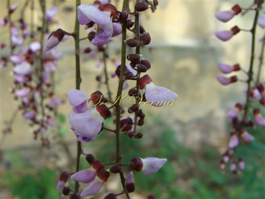  Inflorescence